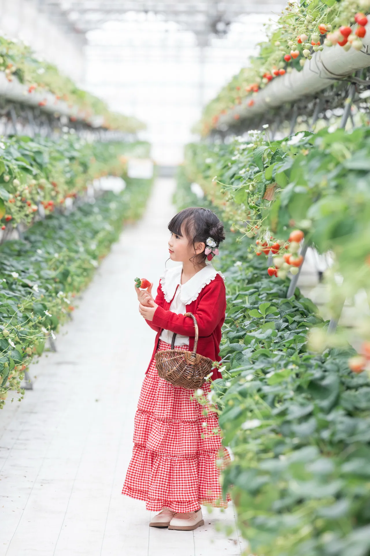 いちごのハウスで、赤いカーディガンの女の子がかごを持っている写真