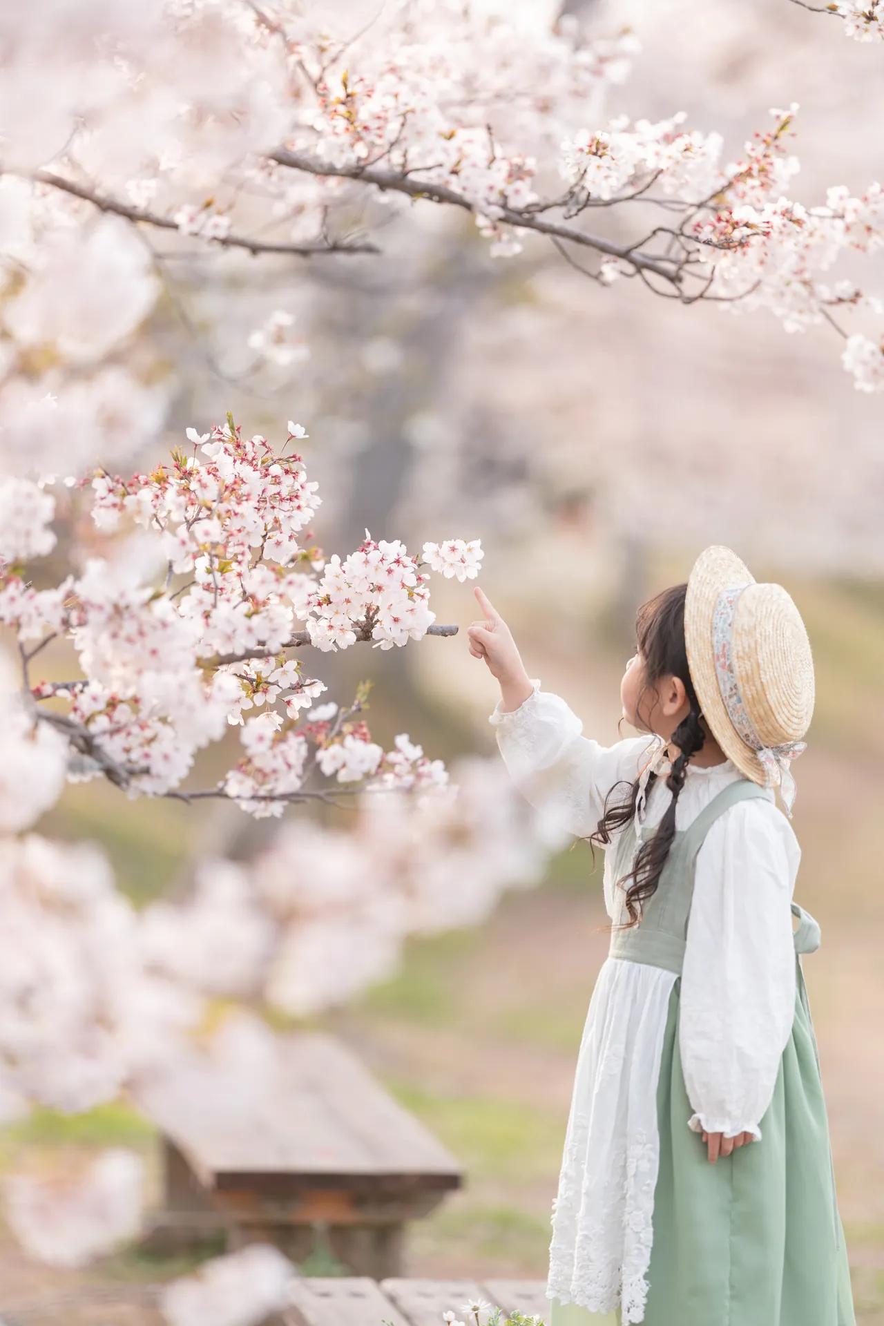 桜の枝に手を伸ばす、カンカン帽の女の子の写真