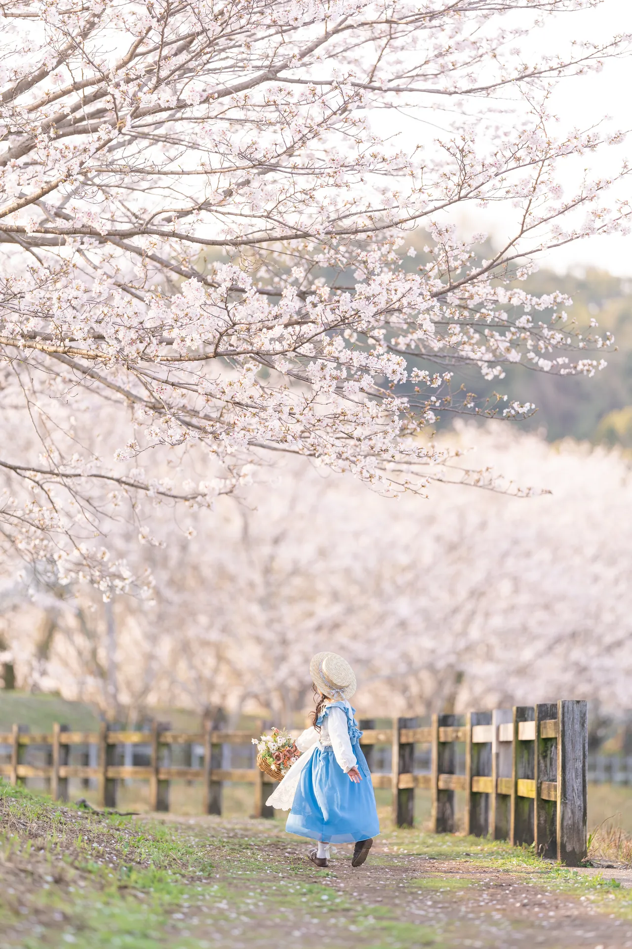 桜並木の下を歩く、青いドレスの女の子の写真