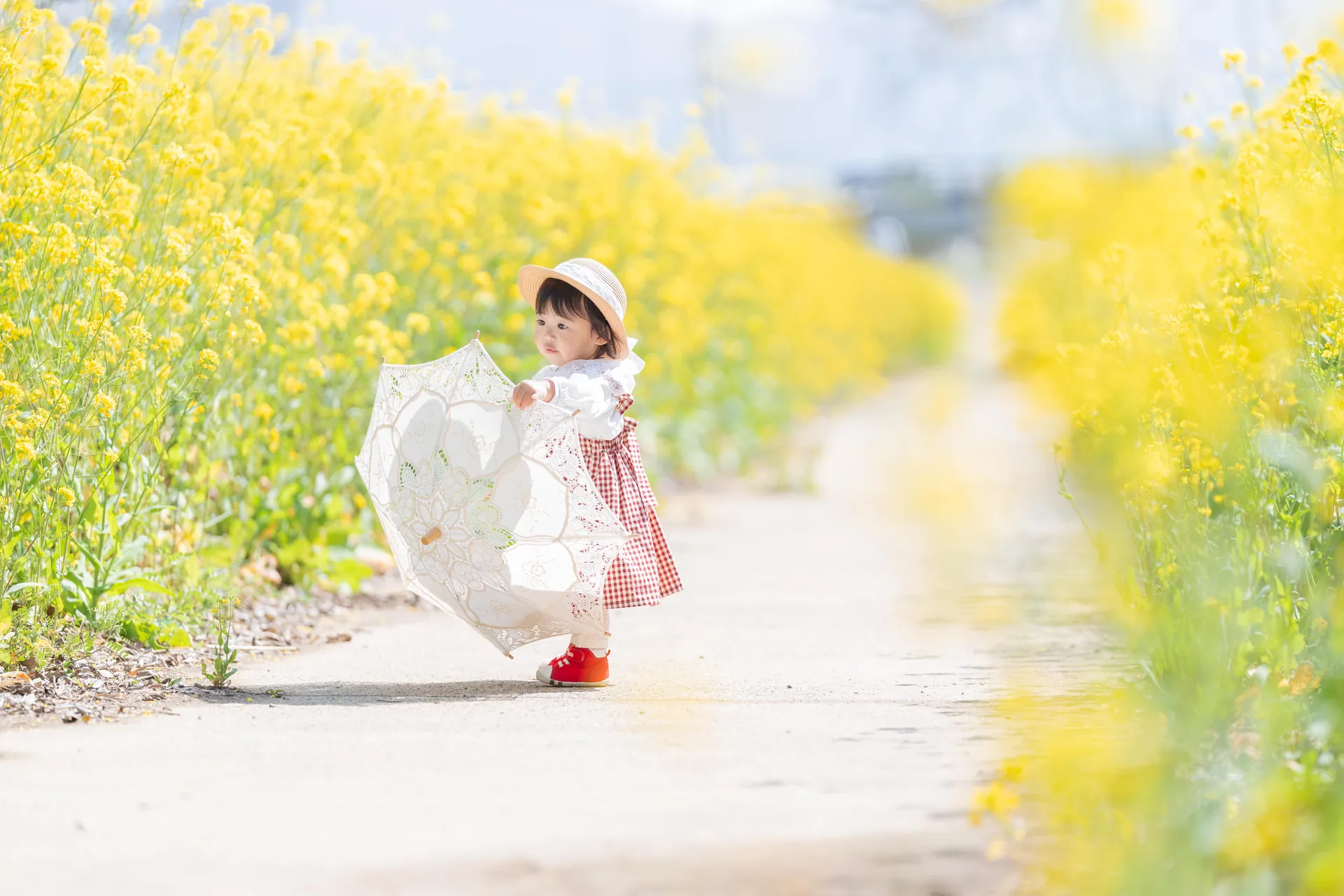 菜の花の小道で、レースの日傘を持つ女の子の写真