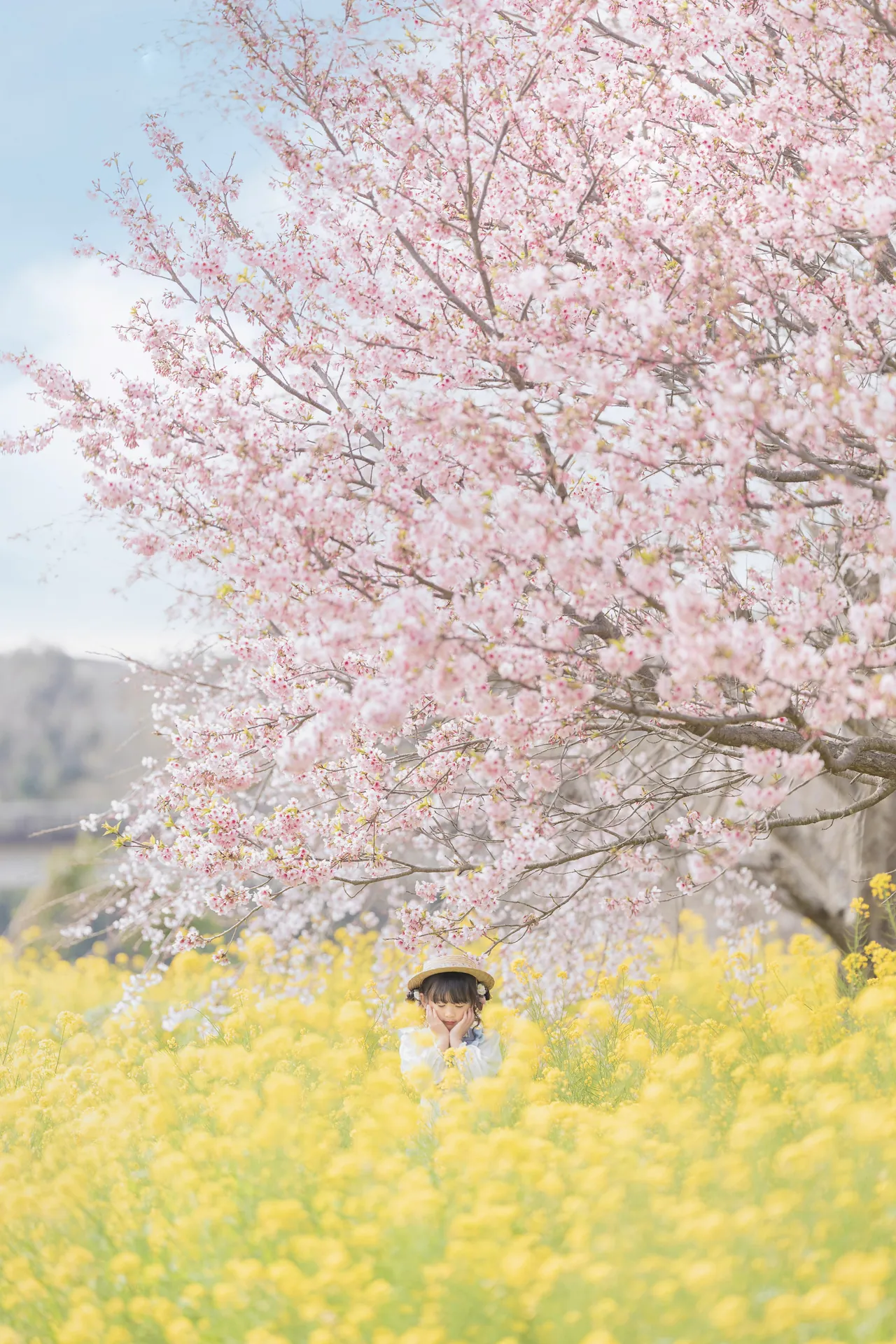 満開の桜と菜の花畑の中にいる子どもの写真