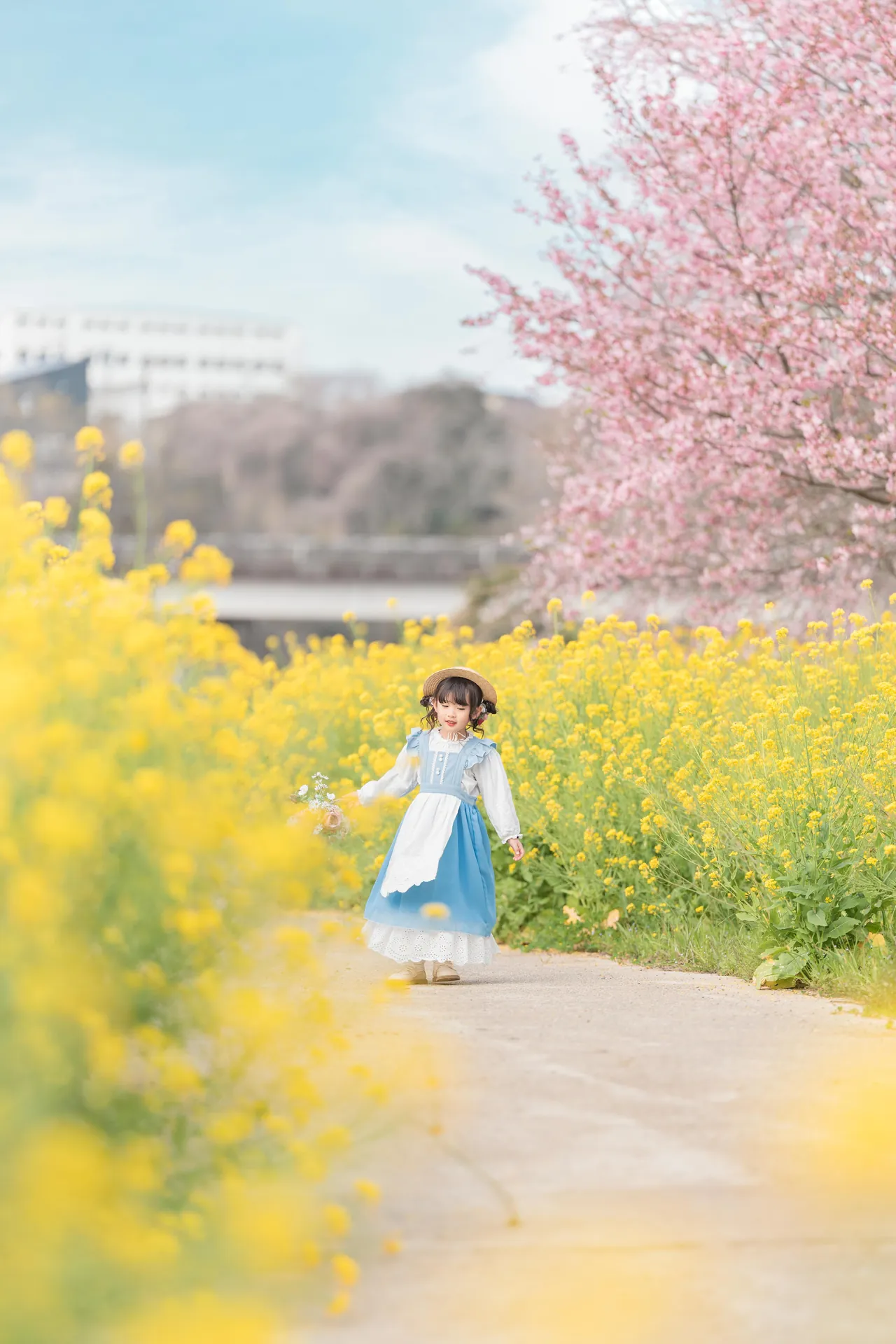 菜の花と桜の小道を歩く、青いドレスの女の子の写真